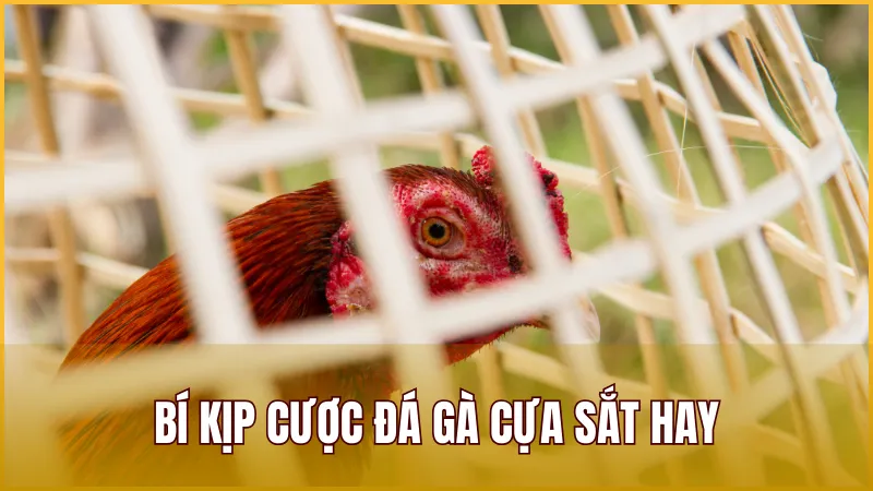 Tiết lộ bí kịp cược Đá Gà Cựa Sắt hay giúp bạn luôn thắng