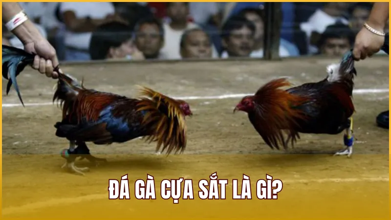 Đá Gà Cựa Sắt là hình thức so tài giữa hai chiến kê được trang bị cựa kim loại sắc nhọn