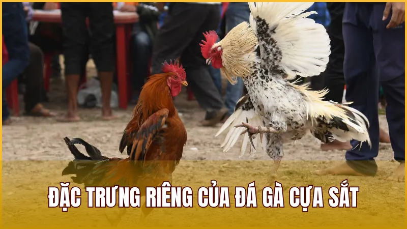 Đặc trưng riêng của hình thức Đá Gà Cựa Sắt