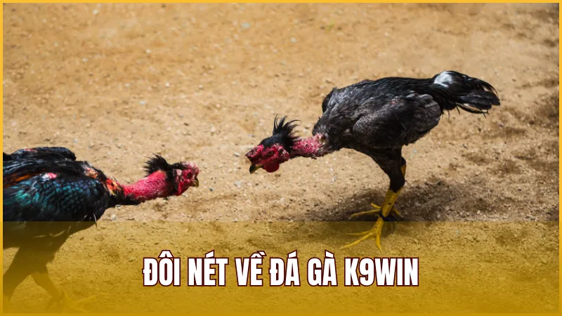Đôi nét về Đá Gà K9WIN – Các cược trực tiếp từ trường gà quốc tế