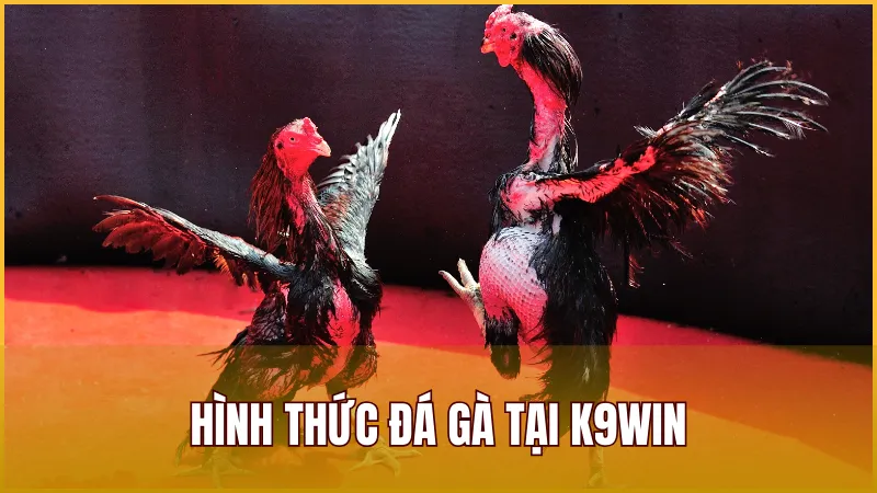 Hình thức đá gà được nền tảng K9WIN phát sóng trực tiếp
