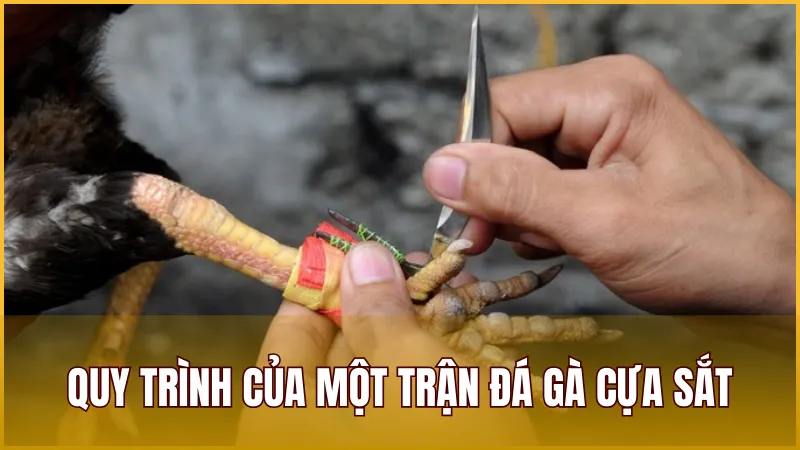Tìm hiểu quy trình cơ bản diễn ra một ván Đá Gà Cựa Sắt