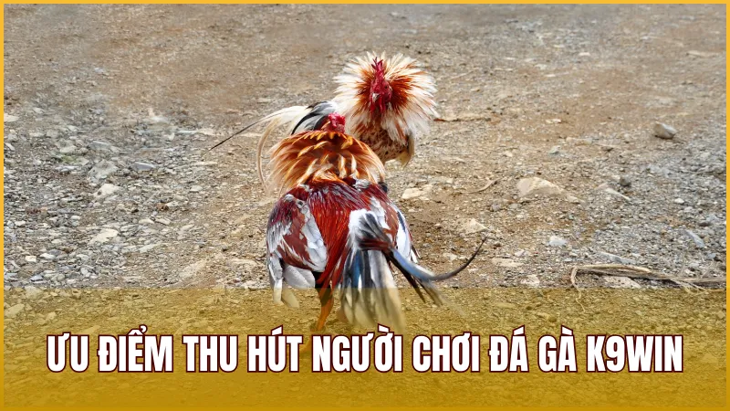 Những ưu điểm thu hút người chơi cá cược đá gà tại K9WIN