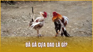 Đá Gà Cựa Dao Là Gì