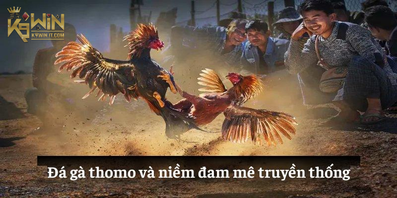 Cách chơi Đá Gà Thomo chi tiết mới nhất 2025