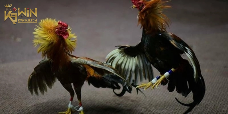 Cách đặt cược Đá Gà Thomo cho hội viên mới tại K9WIN