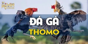 Đá Gà Thomo K9WIN