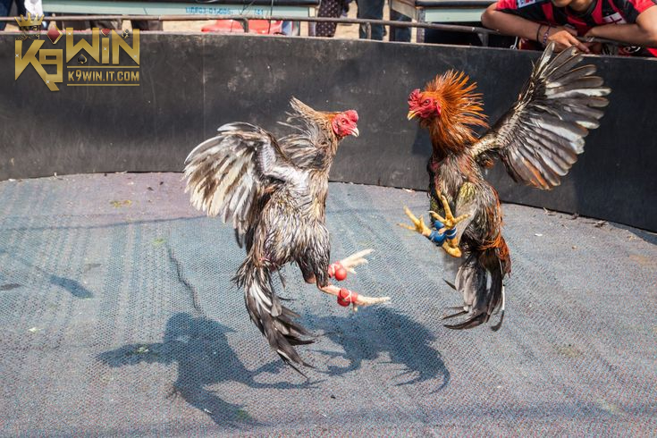 Kinh nghiệm khi chơi Đá Gà Thomo dễ chiến thắng