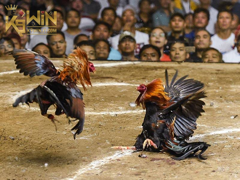 Mẹo cá cược Đá Gà Thomo độc quyền tại K9WIN