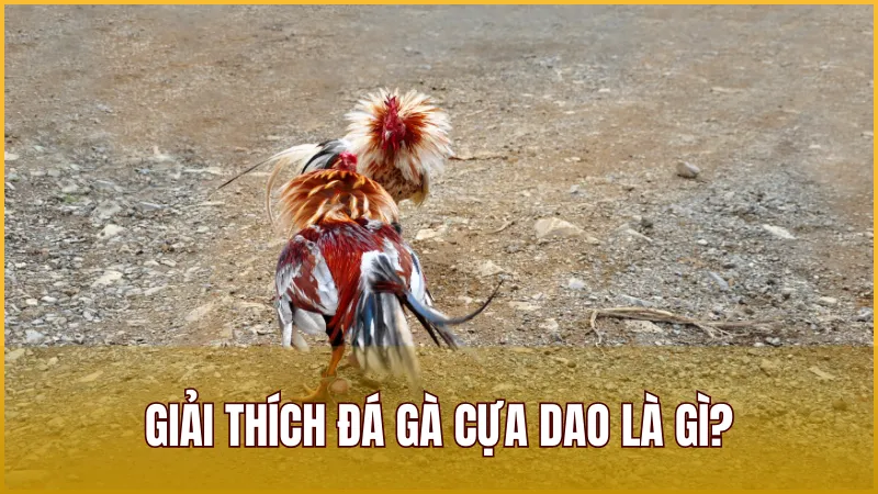 Đá Gà Cựa Dao là gì? Đây là hình thức đá gà mà dao là vũ khí được gắn vào chân các chiến kê
