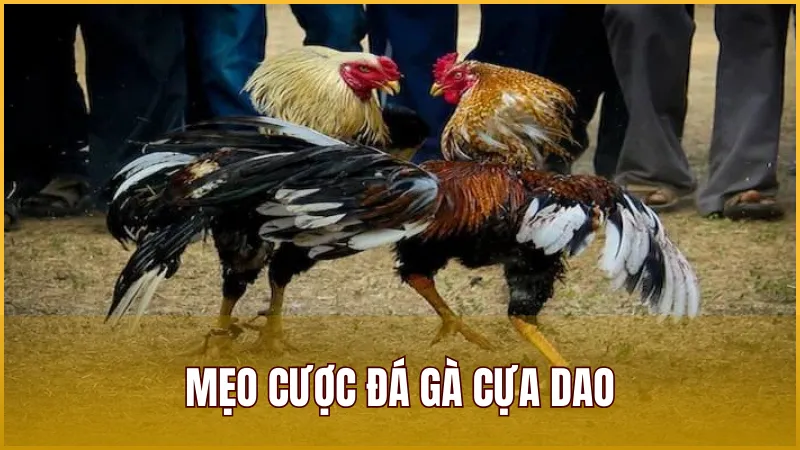 Chia sẻ mẹo cá cược Đá Gà Cựa Dao hiệu quả giúp bạn gia tăng cơ hội thắng