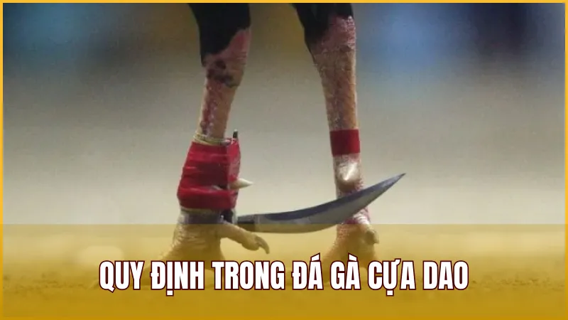 Hướng dẫn luật và quy định cơ bản trong Đá Gà Cựa Dao