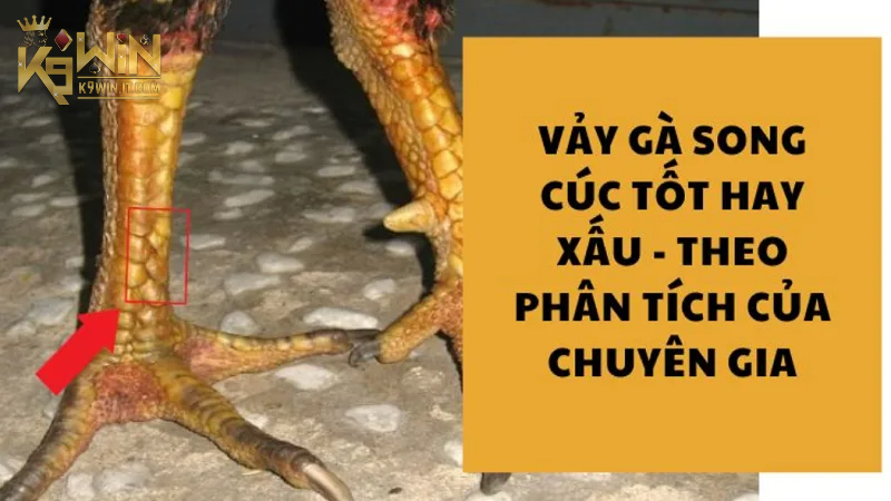 Vảy Song Cúc: Giải Mã Ý Nghĩa và Tầm Quan Trọng Của Nó 2025 2 Ý nghĩa sâu xa và vai trò quan trọng trong tâm linh