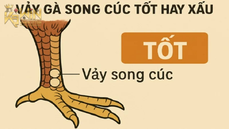 Vảy Song Cúc: Giải Mã Ý Nghĩa và Tầm Quan Trọng Của Nó 2025 3 Đặc điểm phân biệt vảy gà song cúc