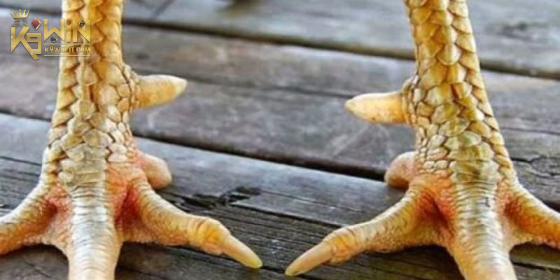 Vảy Song Cúc: Giải Mã Ý Nghĩa và Tầm Quan Trọng Của Nó 2025 4 Bật mí quy trình chăm sóc gà hiệu quả